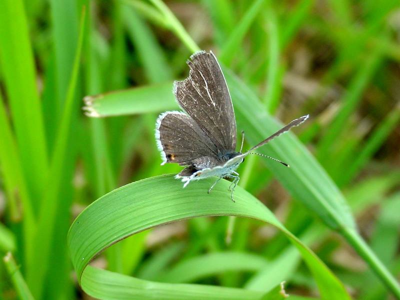 암먹부전나비 Everes argiades (Short-tailed Blue Butterfly); DISPLAY FULL IMAGE.