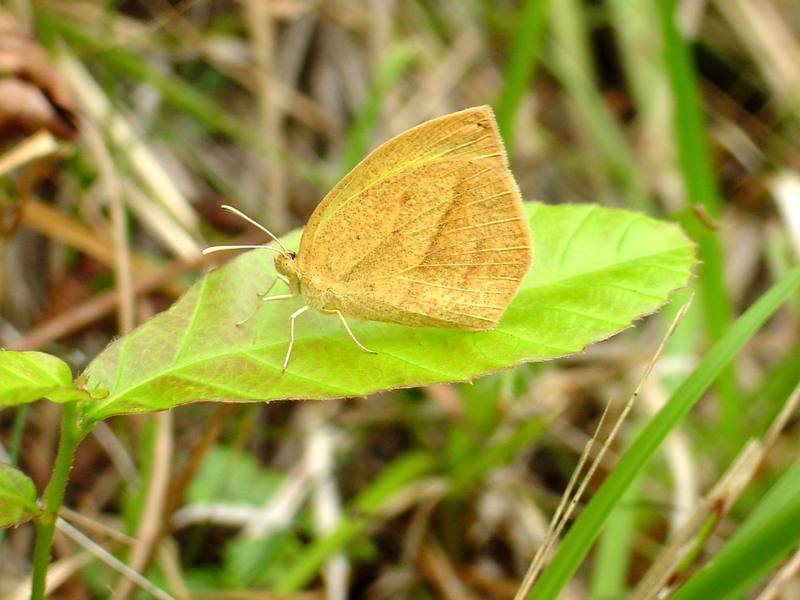 극남노랑나비 Eurema laeta (Spotless Grass Yellow Butterfly); DISPLAY FULL IMAGE.