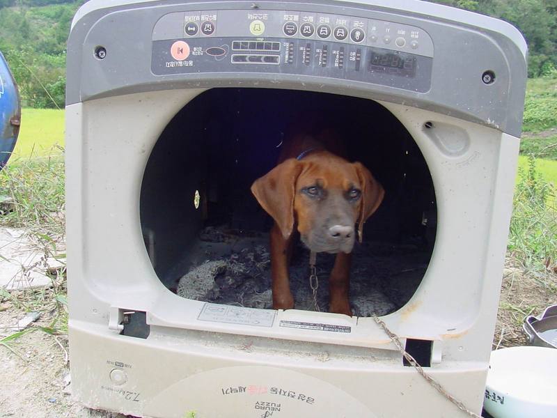 강아지 - 세탁기가 집입니다 :-); DISPLAY FULL IMAGE.