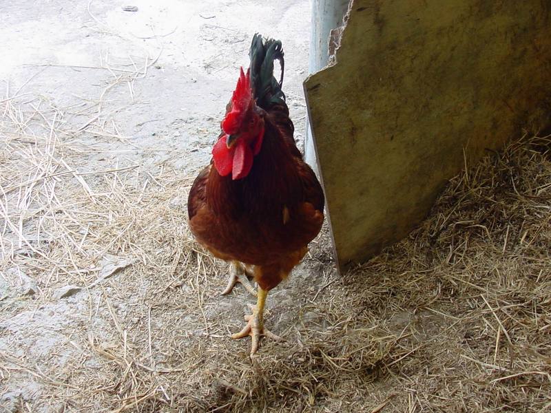 닭(수탉/장닭); DISPLAY FULL IMAGE.