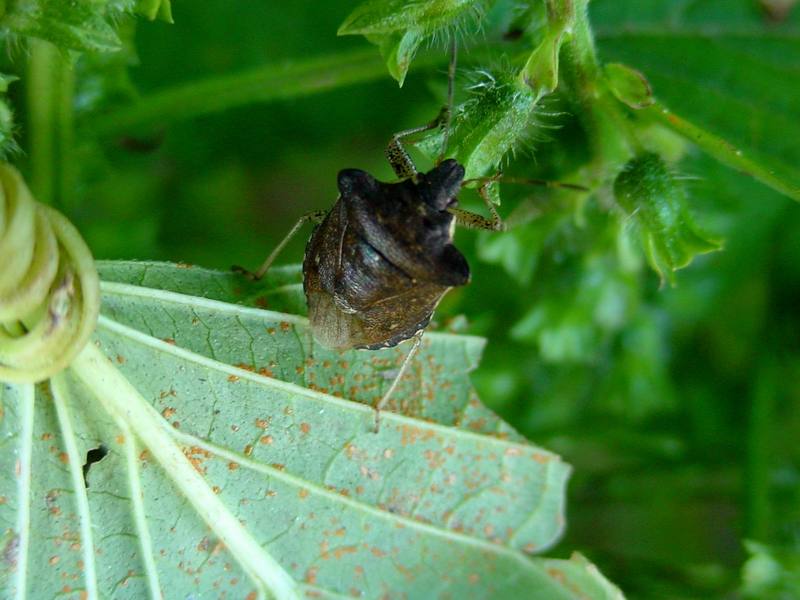 노린재 종류 --> 썩덩나무노린재 Halyomorpha halys (Brown Marmorated Stink Bug); DISPLAY FULL IMAGE.