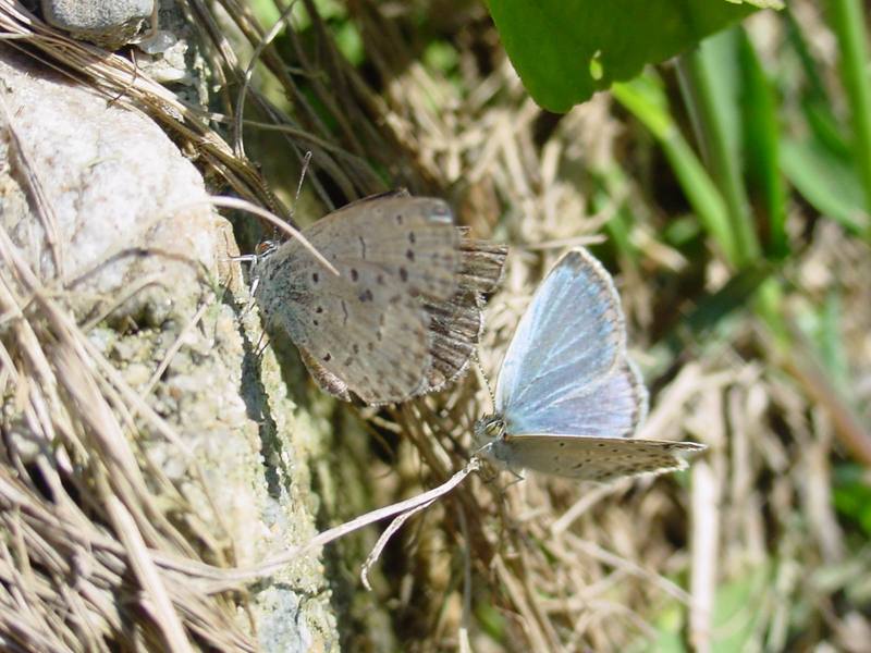 남방부전나비 Pseudozizeeria maha (Pale Grass Blue Butterfly); DISPLAY FULL IMAGE.