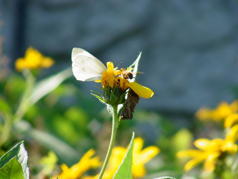 배추흰나비 Artogeia rapae (Common Cabbage White Butterfly); DISPLAY FULL IMAGE.