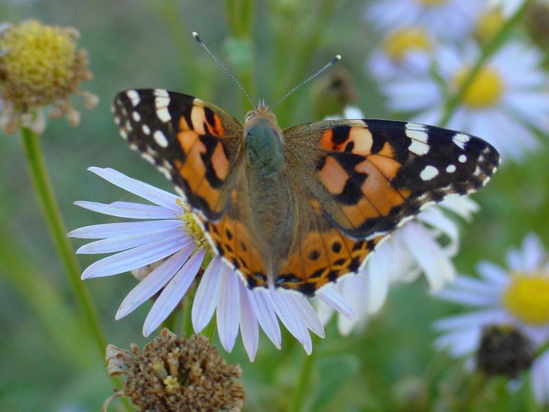 작은멋쟁이나비 Cynthia cardui (Painted Lady Butterfly); DISPLAY FULL IMAGE.