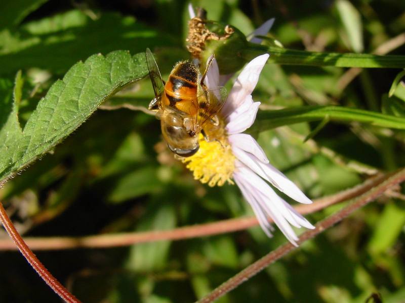 꽃등에 종류 -- 배짧은꽃등에 Eristalis cerealis (Hoverfly); DISPLAY FULL IMAGE.