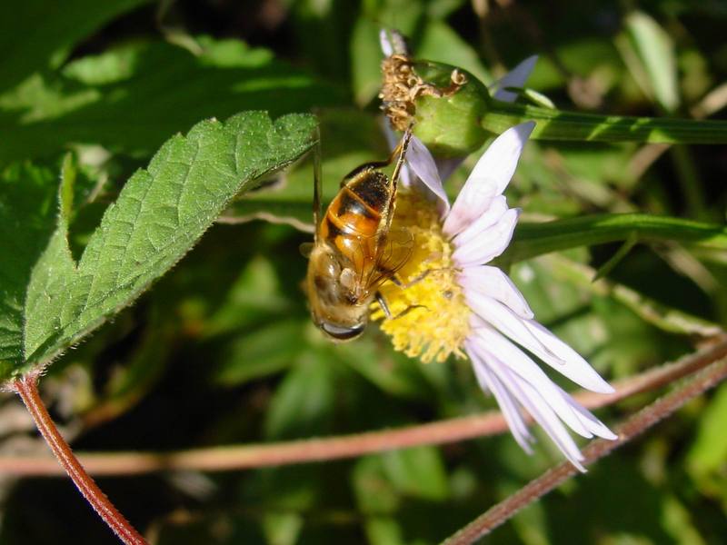 꽃등에 종류 -- 배짧은꽃등에 Eristalis cerealis (Hoverfly); DISPLAY FULL IMAGE.