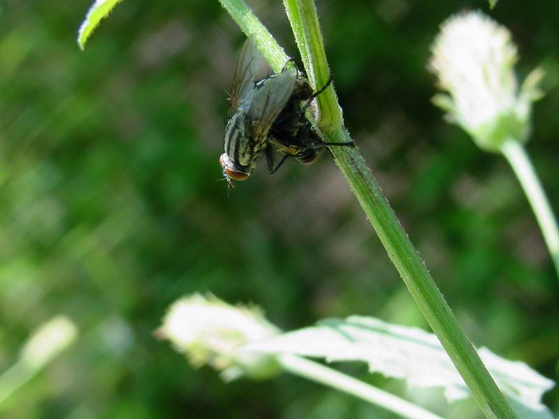 쉬파리 종류의 짝짓기 -- 검정볼기쉬파리 Helicophagella melanura (flesh fly); DISPLAY FULL IMAGE.