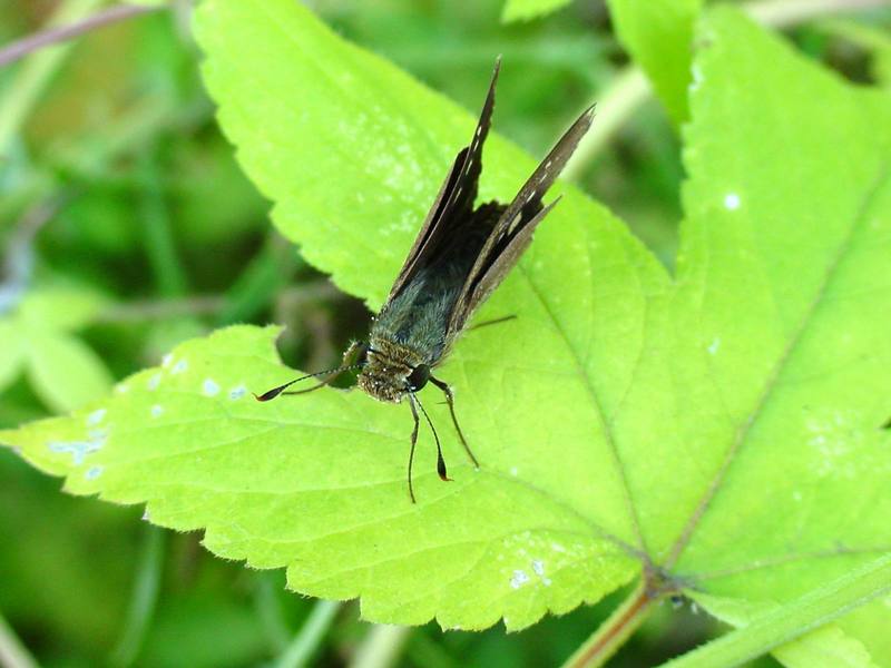 줄점팔랑나비 Parnara guttata (Common Straight Swift Butterfly); DISPLAY FULL IMAGE.