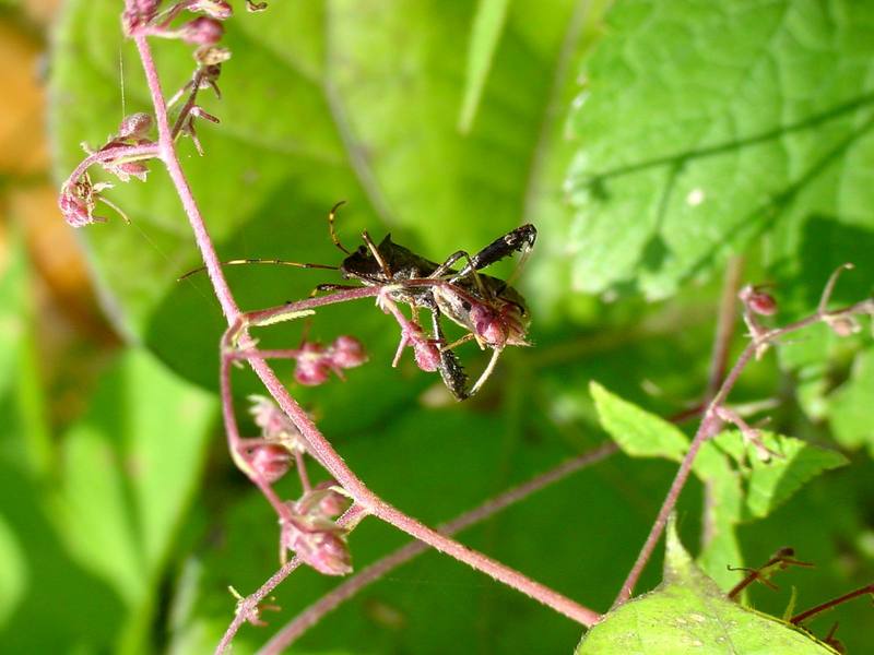 톱다리개미허리노린재 Riptortus clavatus (Bean Bug); DISPLAY FULL IMAGE.