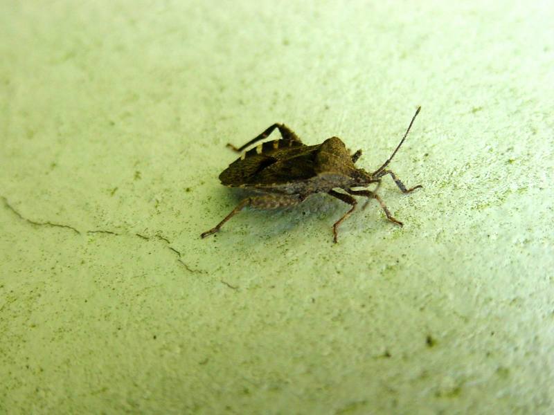 허리노린재 한마리 --> 꽈리허리노린재 Acanthocoris sordidus (Winter Cherry Bug); DISPLAY FULL IMAGE.