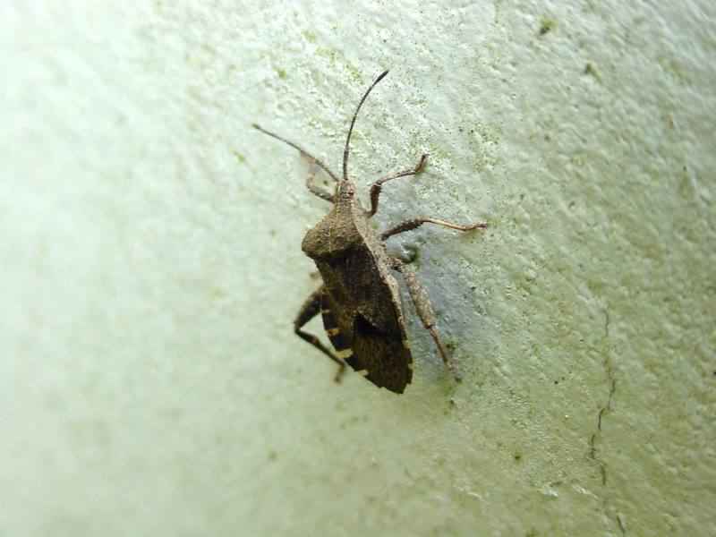 허리노린재 한마리 --> 꽈리허리노린재 Acanthocoris sordidus (Winter Cherry Bug); DISPLAY FULL IMAGE.