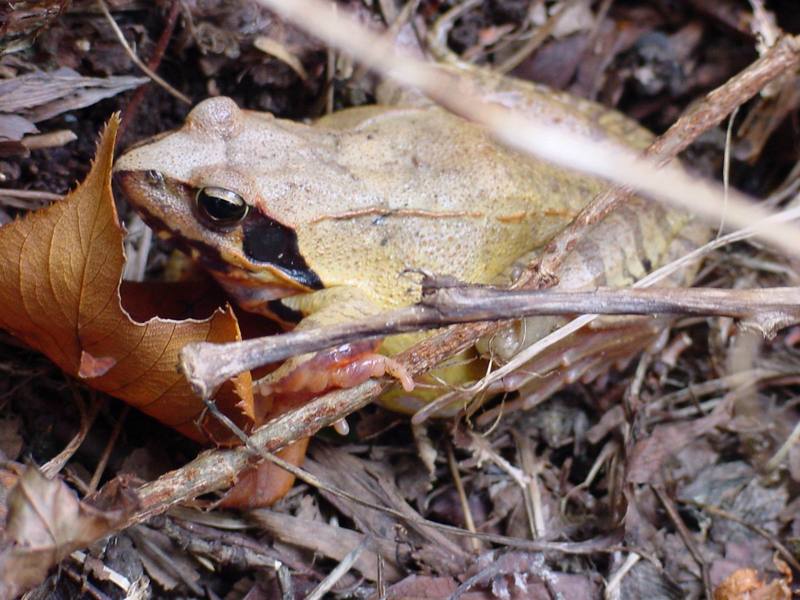 북방산개구리 Rana dybowskii (Dybowski' s Brown Frog); DISPLAY FULL IMAGE.