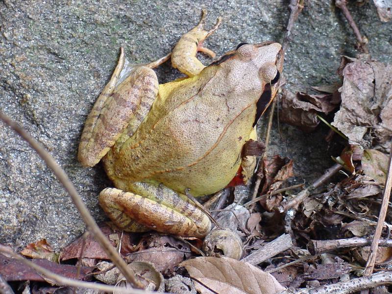 북방산개구리 Rana dybowskii (Dybowski' s Brown Frog); DISPLAY FULL IMAGE.
