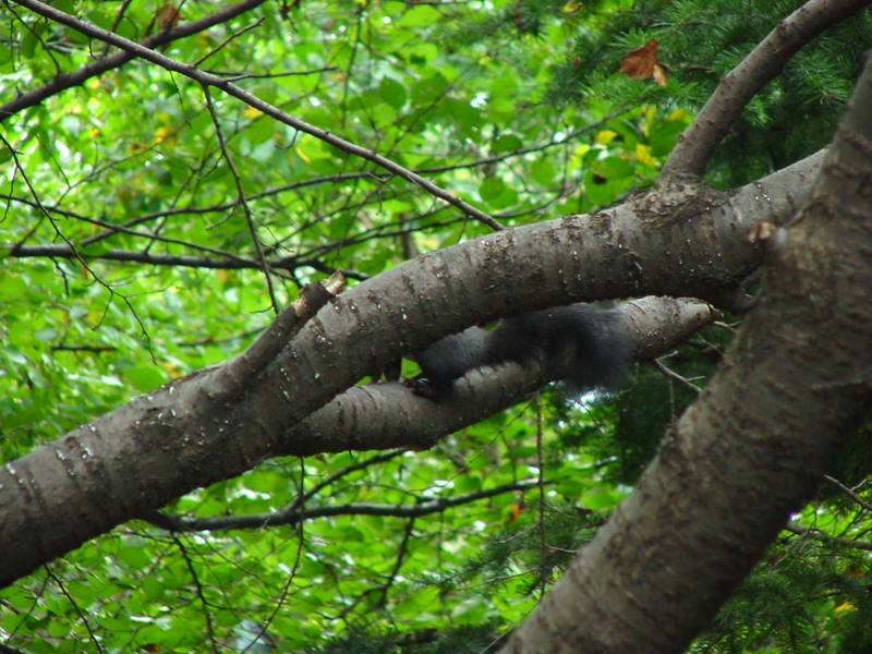 청설모 Sciurus vulgaris vulgaris (Korean Tree Squirrel); DISPLAY FULL IMAGE.