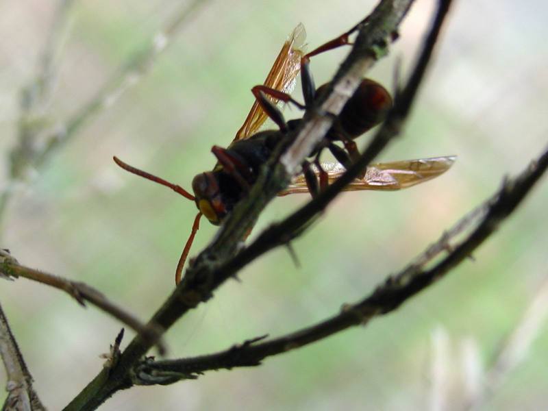 날개를 다친 말벌 종류; DISPLAY FULL IMAGE.