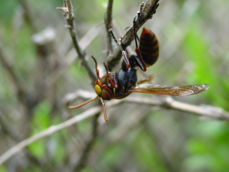날개를 다친 말벌 종류; DISPLAY FULL IMAGE.