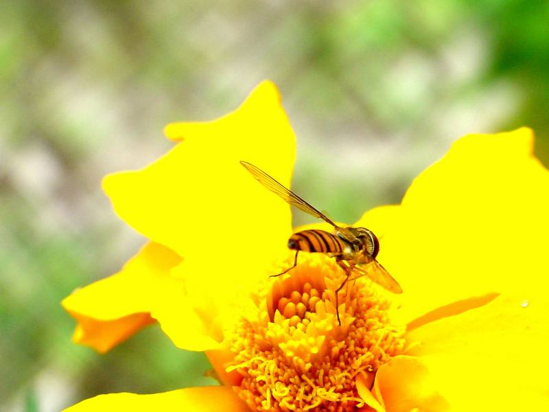 꽃등에 한마리 -- 호리꽃등에 Episyrphus balteatus (Marmelade hoverfly); DISPLAY FULL IMAGE.