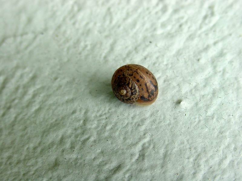 작은 달팽이 한마리; DISPLAY FULL IMAGE.