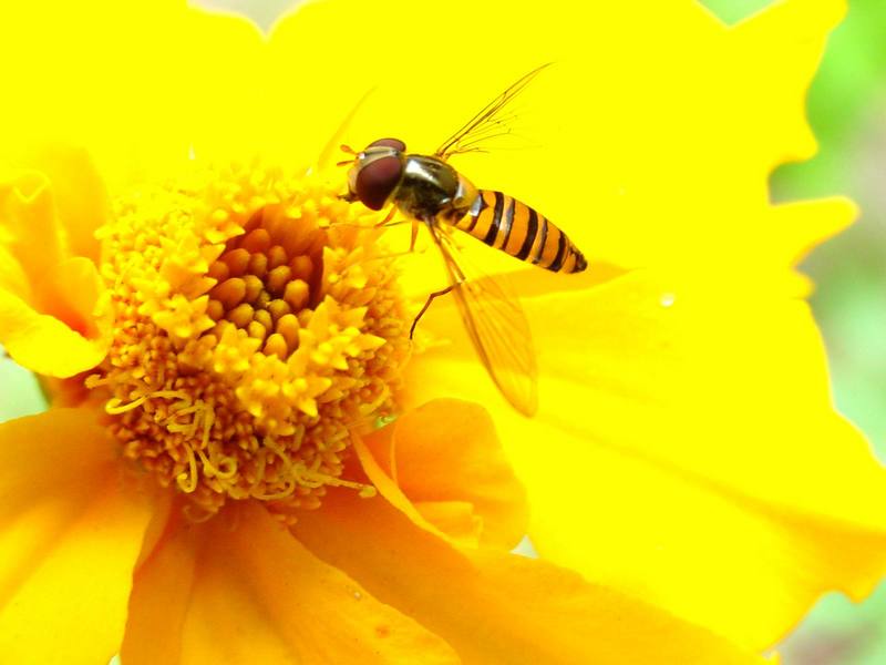 꽃등에 한마리 -- 호리꽃등에 Episyrphus balteatus (Marmelade hoverfly); DISPLAY FULL IMAGE.