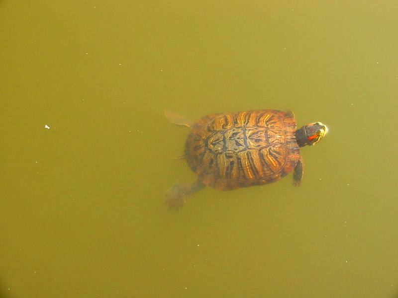 청거북 Trachemys scripta elegans (Red-eared Pond Slider Turtle); DISPLAY FULL IMAGE.