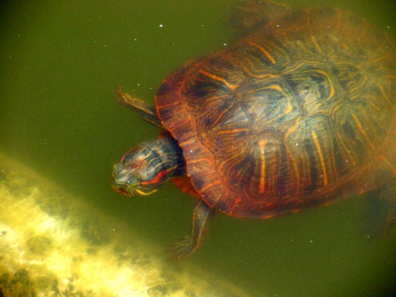청거북 Trachemys scripta elegans (Red-eared Pond Slider Turtle); DISPLAY FULL IMAGE.