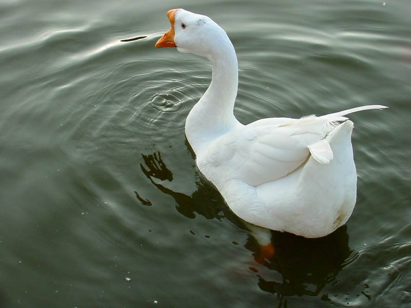 중국거위 Anser cygnoides (Swan Goose); DISPLAY FULL IMAGE.