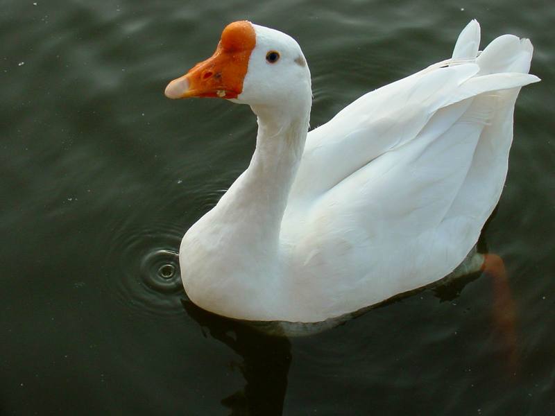 중국거위 Anser cygnoides (Swan Goose); DISPLAY FULL IMAGE.