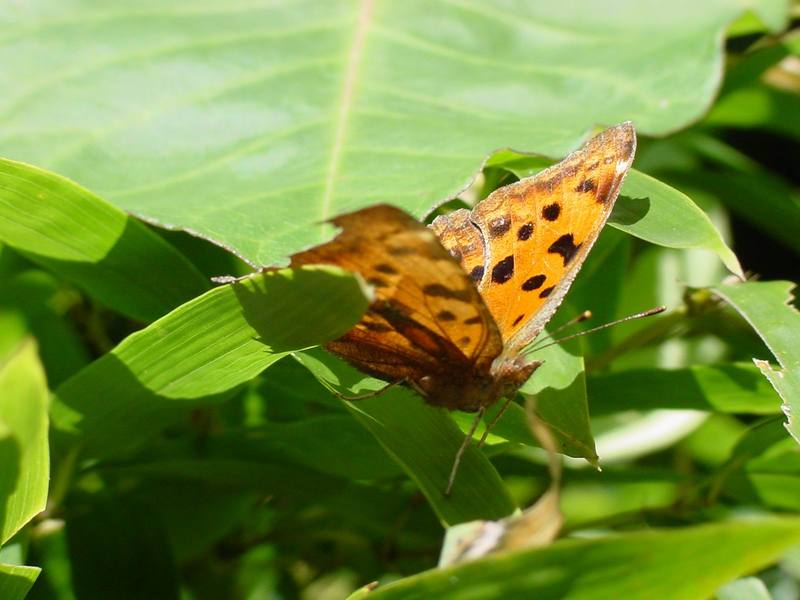 네발나비 가을형 - Polygonia c-aureum (Asian Comma Butterfly); DISPLAY FULL IMAGE.