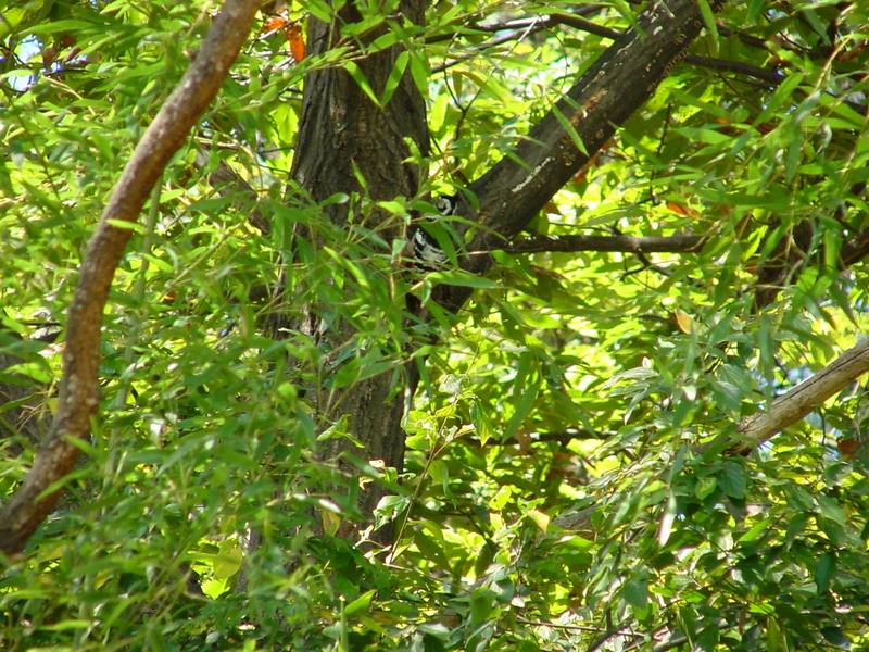 큰오색딱다구리 Dendrocopos leucotos (White-backed Woodpecker); DISPLAY FULL IMAGE.