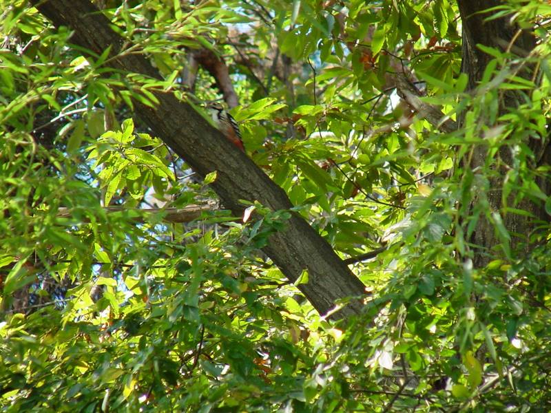 큰오색딱다구리 Dendrocopos leucotos (White-backed Woodpecker); DISPLAY FULL IMAGE.
