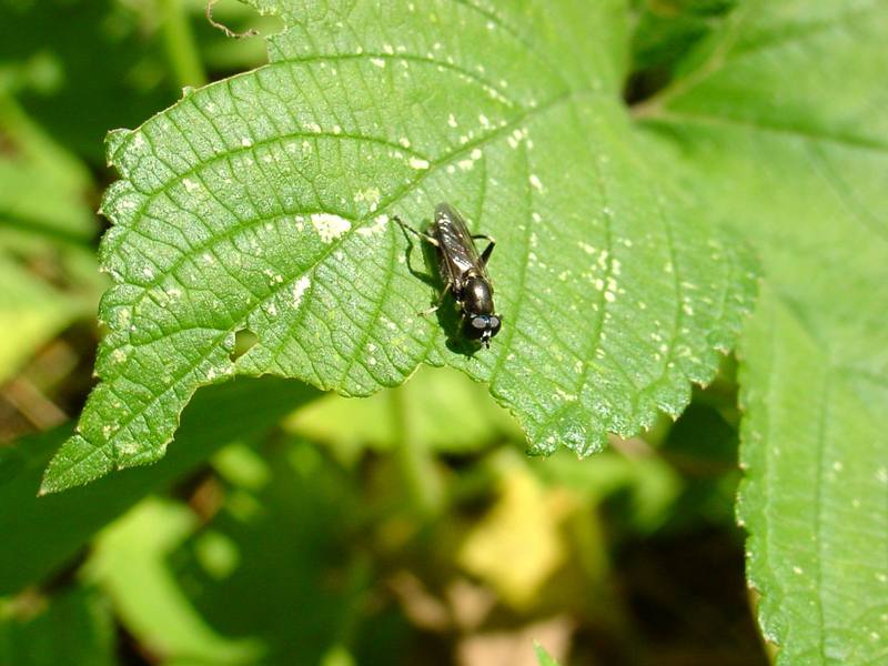 검은색 작은 벌 종류; DISPLAY FULL IMAGE.