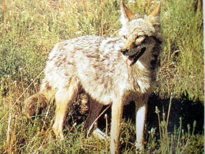 늑대 Canis lupus chanco (Korean Grey Wolf); DISPLAY FULL IMAGE.