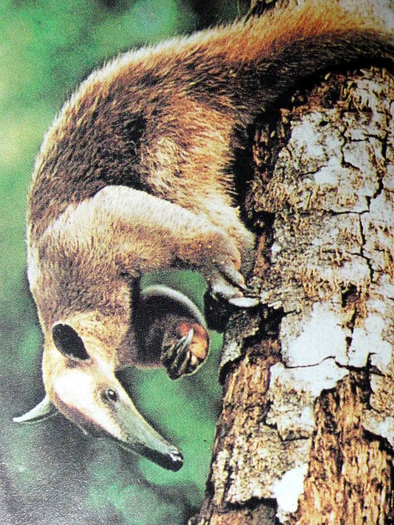 애기개미핥기 Tamandua tetradactyla (Southern Tamandua / Collared Anteater); DISPLAY FULL IMAGE.