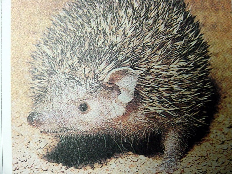 마다가스카르고슴도치붙이 Setifer setosus (Greater Hedgehog Tenrec); DISPLAY FULL IMAGE.