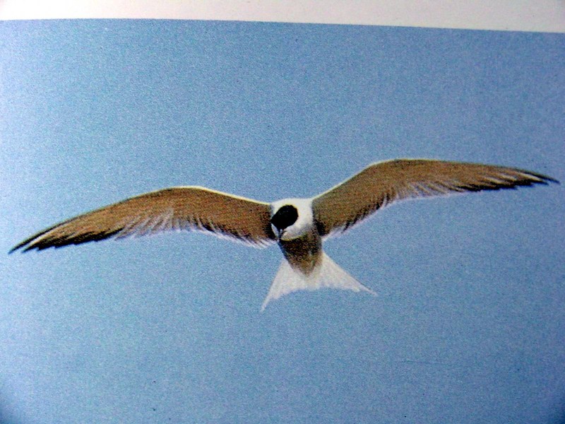 제비갈매기 Sterna hirundo (Common Tern); DISPLAY FULL IMAGE.