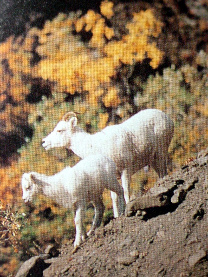 돌산양 Ovis dalli (Dall's Sheep); DISPLAY FULL IMAGE.