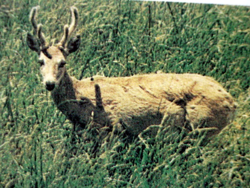 팜파스사슴 Ozotoceros bezoarticus (Pampas deer); DISPLAY FULL IMAGE.