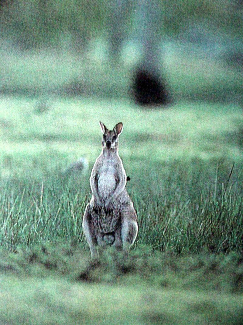 긴꼬리왈라비 Macropus parryi (Whiptail Wallaby); DISPLAY FULL IMAGE.