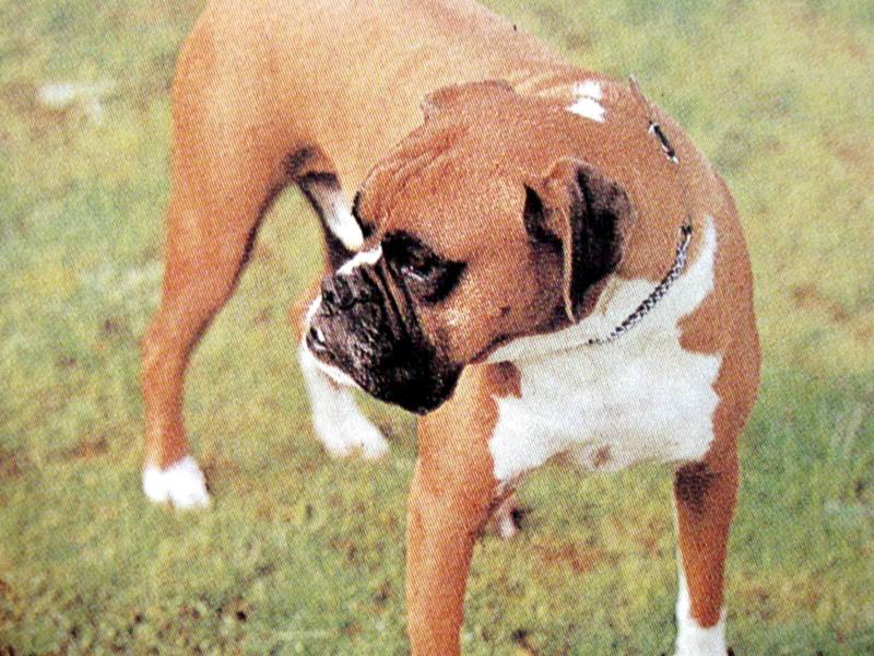 복서 Canis lupus familiaris (Boxer); DISPLAY FULL IMAGE.