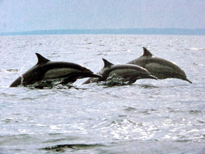 참돌고래 Delphinus delphis (Common Dolphin, Short-beaked Saddleback Dolphin); DISPLAY FULL IMAGE.