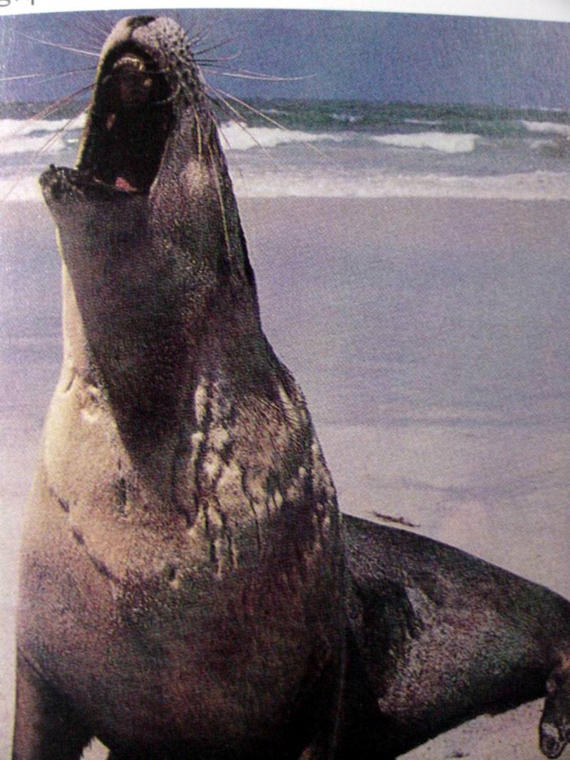 바다사자 Zalophus californianus (California Sea Lion); DISPLAY FULL IMAGE.