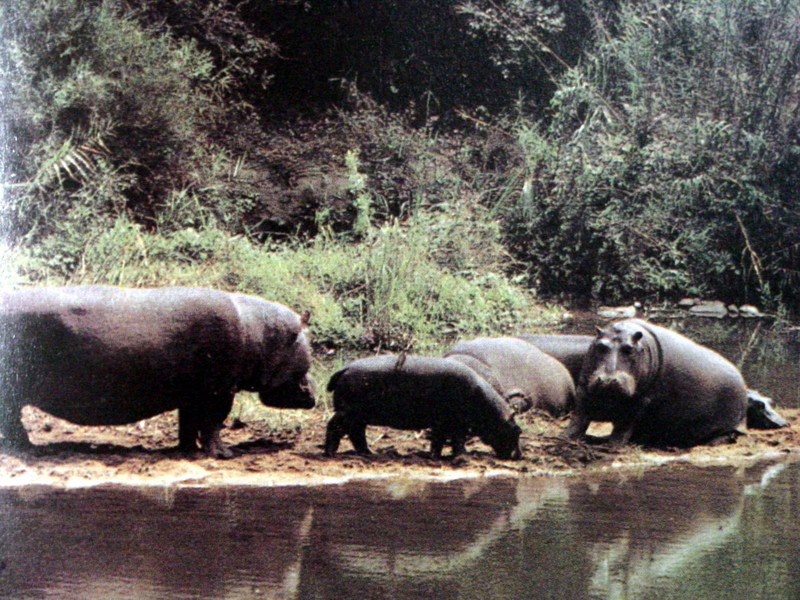 하마 Hippopotamus amphibius (River Hippopotamus); DISPLAY FULL IMAGE.