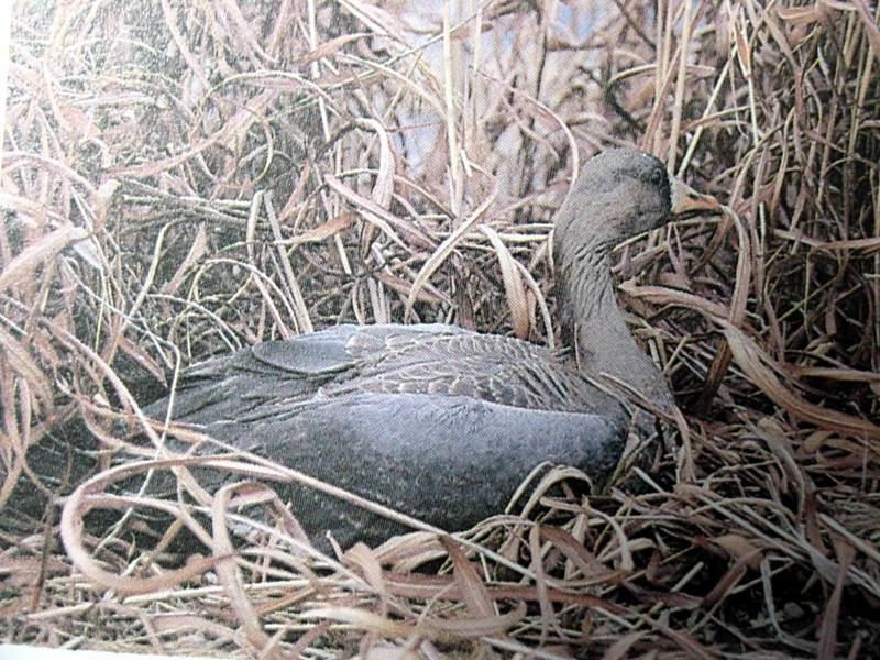 쇠기러기 Anser albifrons (Greater White-fronted Goose); DISPLAY FULL IMAGE.