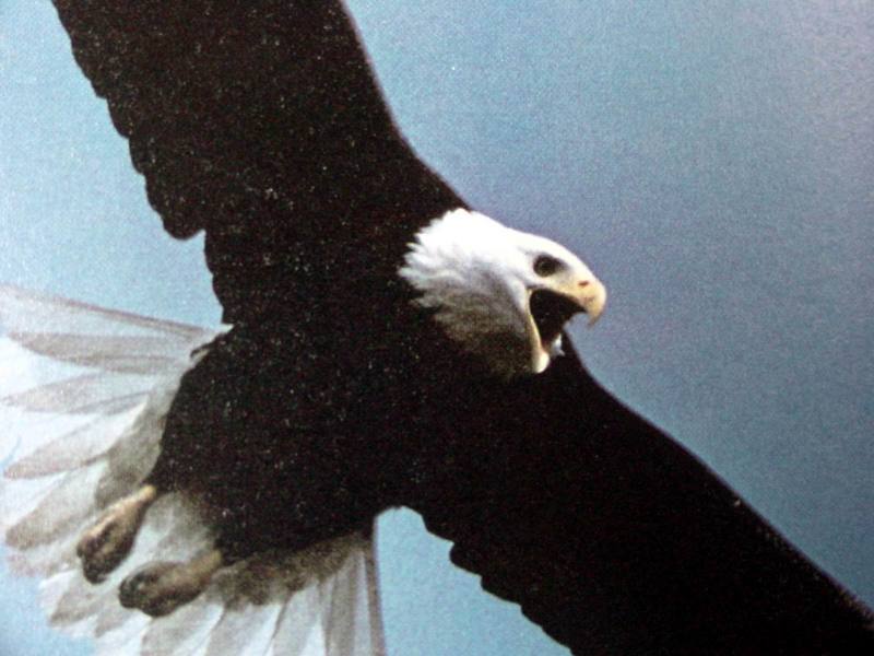 흰머리수리 Haliaeetus leucocephalus (Bald Eagle); DISPLAY FULL IMAGE.