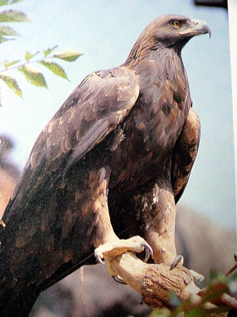 검독수리 Aquila chrysaetos (Golden Eagle); DISPLAY FULL IMAGE.