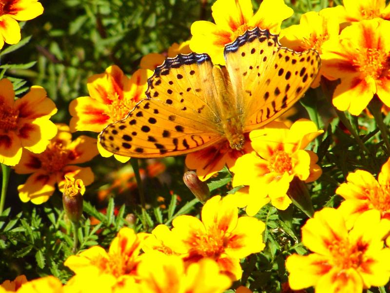 암끝검은표범나비 수컷 Argyreus hyperbius (Indian Fritillary Butterfly - male); DISPLAY FULL IMAGE.