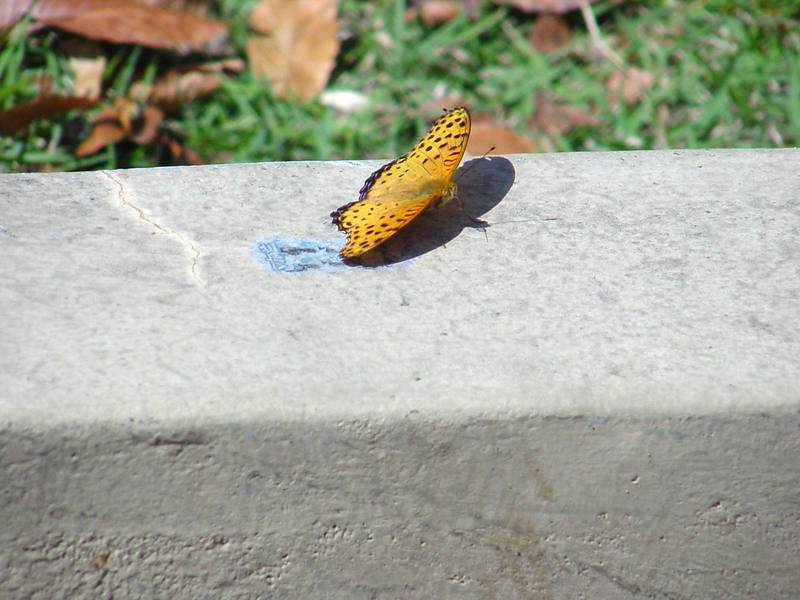 암끝검은표범나비 수컷 Argyreus hyperbius (Indian Fritillary Butterfly - male); DISPLAY FULL IMAGE.