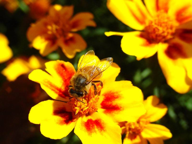 꿀벌(양봉) Apis mellifera (Western Honeybee); DISPLAY FULL IMAGE.