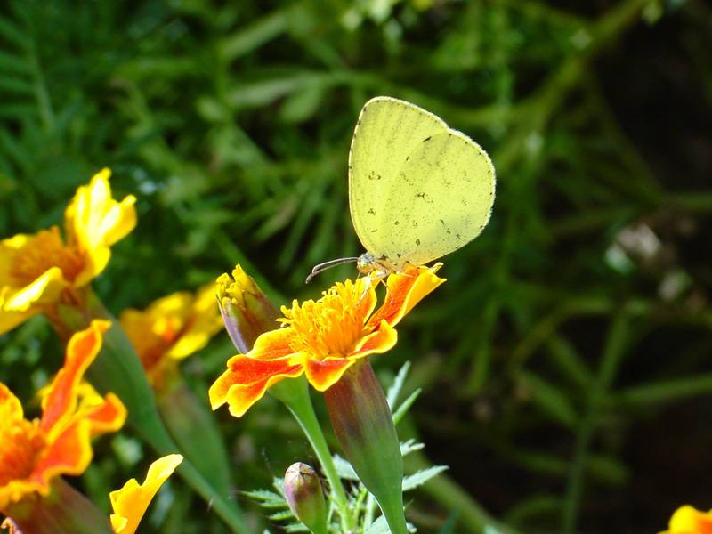 남방노랑나비 Eurema hecabe (Common Grass Yellow Butterfly); DISPLAY FULL IMAGE.