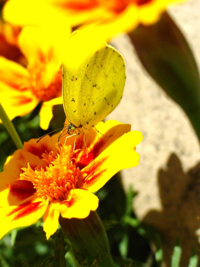 남방노랑나비 Eurema hecabe (Common Grass Yellow Butterfly); DISPLAY FULL IMAGE.